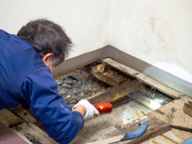 Best Residential Mold Removal  in Willard, MO