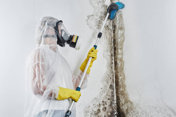 Best Certified Mold Removal  in Willard, MO