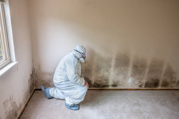 Best Mold Removal Process  in Willard, MO