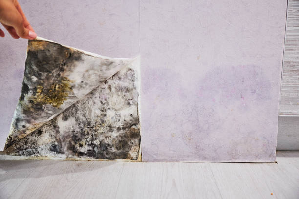 Best Commercial Mold Removal  in Willard, MO